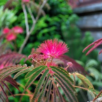 Albizia julibrissin Evis Purple