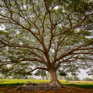 Albizia saman - Rain tree, black wood of Haiti, genisara tree