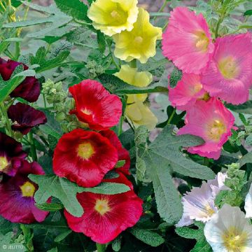 Alcea ficifolia Las Vegas