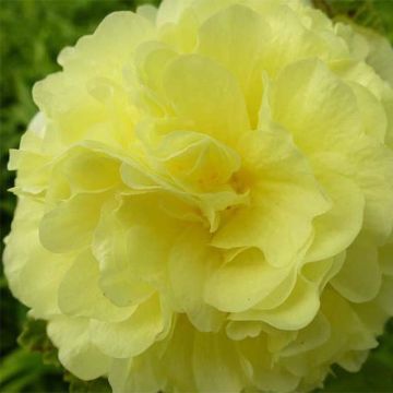 Alcea rosea Chaters Double Jaune - Hollyhock