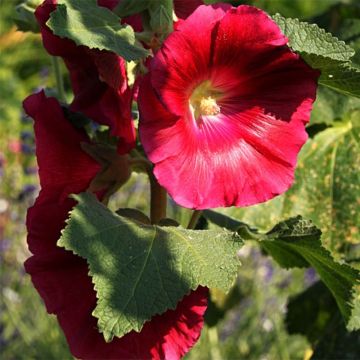 Rose trémière - Alcea rosea Mars Magic