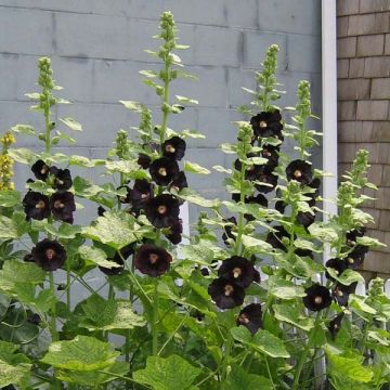 Alcea rosea Nigra - Hollyhock