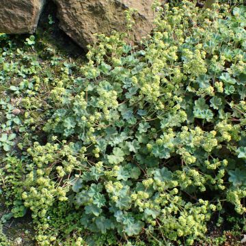 Alchemilla caucasica 