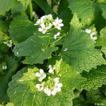 Alliaria petiolata