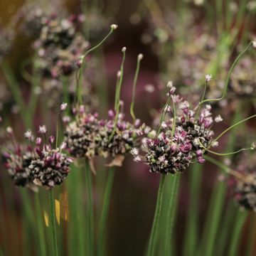 Allium scorodoprasum Bizarre