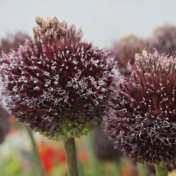 Allium amethystinum Forelock