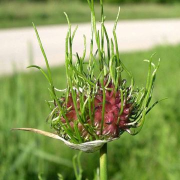 Allium vineale Hair