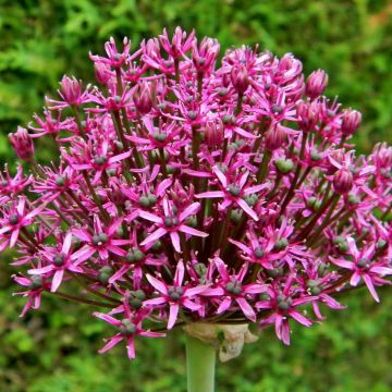 Allium Miami