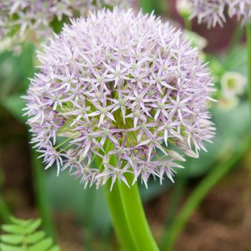 Allium Round n Purple