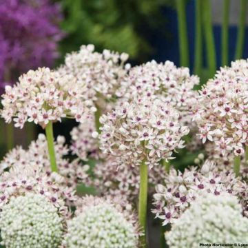 Allium multibulbosum Silver Spring