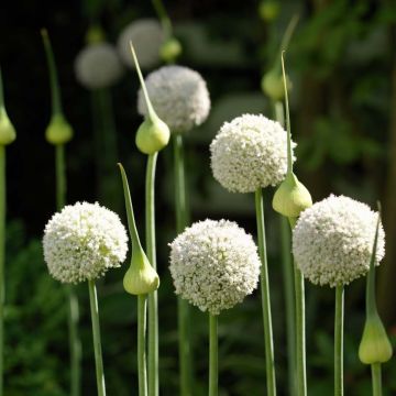 Allium ampeloprasum White Cloud