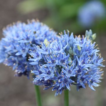 Allium caeruleum