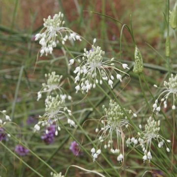 Allium carinatum subsp. pulchellum Album