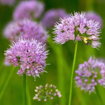 Allium carolinianum Rosy Dream