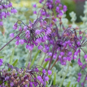 Allium cernuum