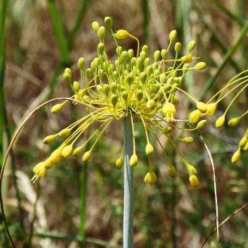 Allium chloranthum Yellow Fantasy