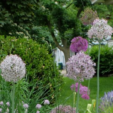 Allium decipiens