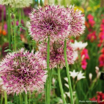 Allium jesdianum Early Emperor