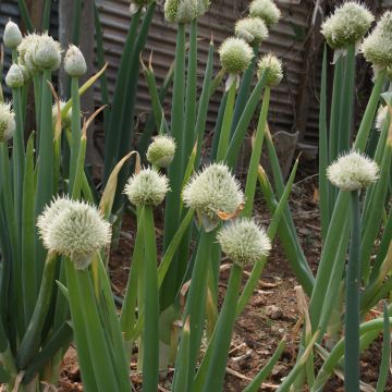 Ciboule à côte blanche - Allium fistulosum