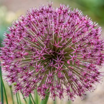 Allium karataviense Red Giant