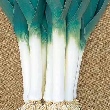 Leek Armor