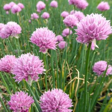 Allium schoenoprasum Rising Star