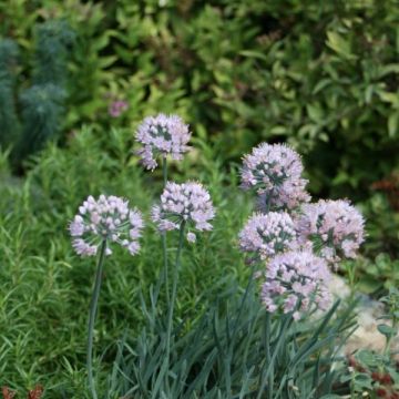 Allium senescens subsp. montanum