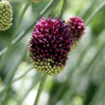 Allium sphaerocephalon - Ail à tête ronde