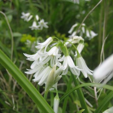 Allium triquetrum