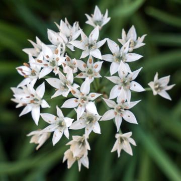 Chinese Chives plants - Allium tuberosum