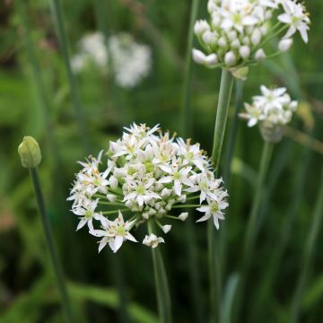 Garlic Chives Cliffs of Dover - Allium tuberosum