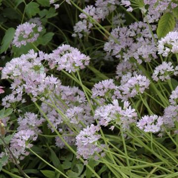 Allium unifolium