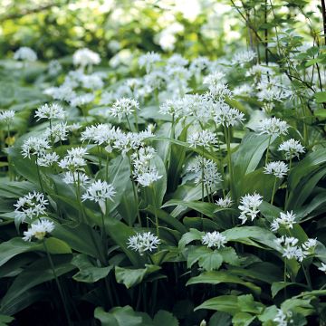 Bear's Garlic - Allium ursinum