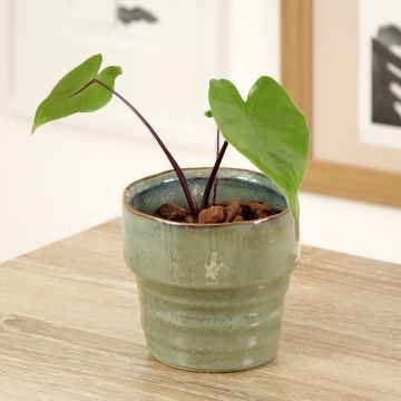 Alocasia macrorrhizos Violacea - Oreja de elefante