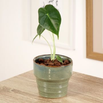 Alocasia micholitziana Frydek - Oreja de elefante