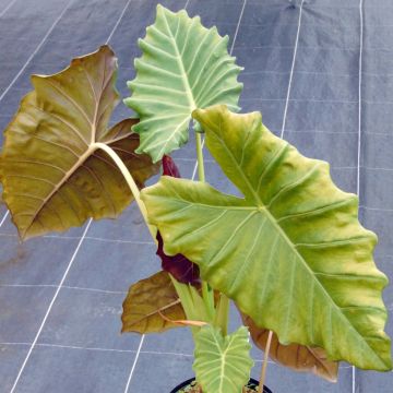 Alocasia Mayan Mask