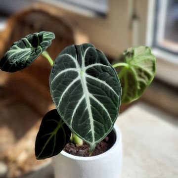Alocasia Ninja - Elephant ear