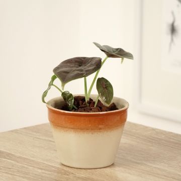 Alocasia azlanii - Oreja de elefante