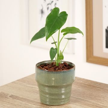 Alocasia gageana California - Oreja de elefante