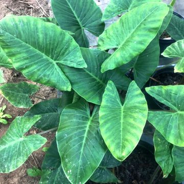 Alocasia cucullata - Chinese Taro