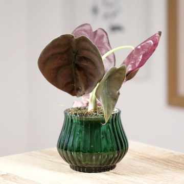 Alocasia cuprea Red - Elephant ear
