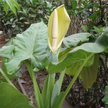 Alocasia macrorrhizos