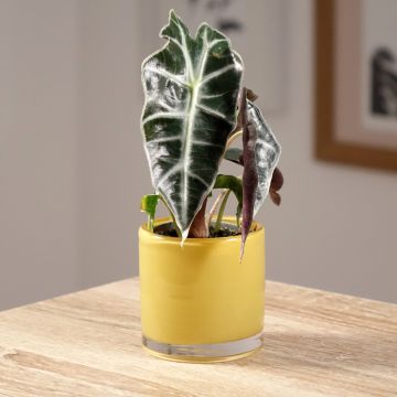 Alocasia sanderiana x longiloba Amazonica Dwarf
