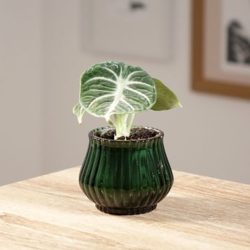 Alocasia Ninja - Elephant ear