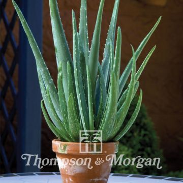 Aloe vera seeds