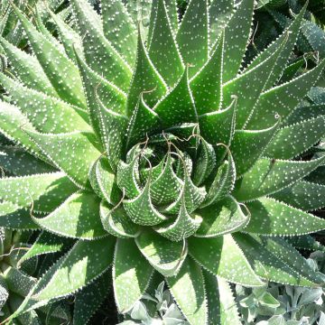 Aloe aristata  