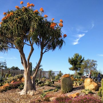 Aloidendron barberae