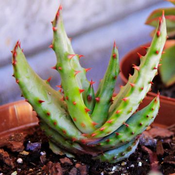 Aloe conifera Twirl