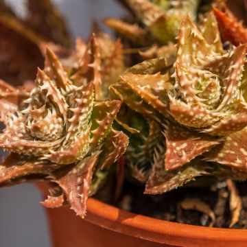 Aloe squarrosa 