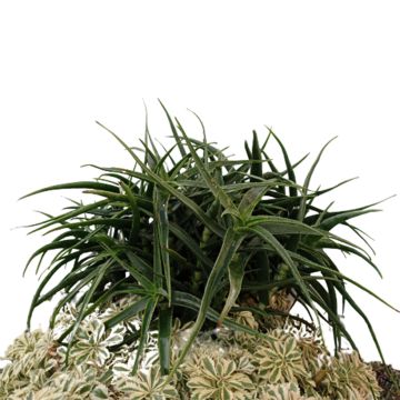 Aloe striatula ArticJungle